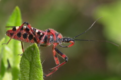 Rhynocoris iracundus