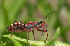 Rhynocoris iracundus