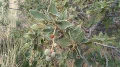 Quercus chihuahuensis