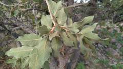 Quercus chihuahuensis