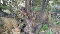 Quercus chihuahuensis