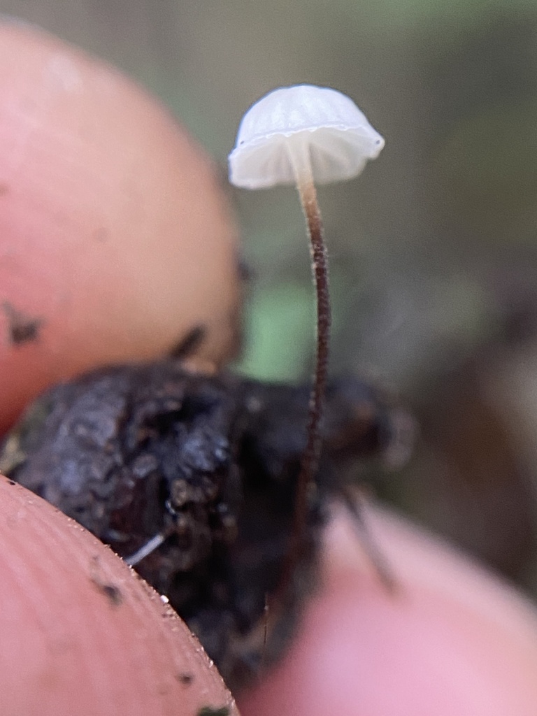 Collybiopsis quercophila · May 2024 · photo: © carancho (iNaturalist, cc-by)