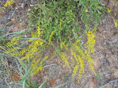 Solidago radula