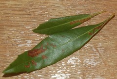 Stigmella betulicola
