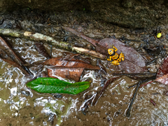 Dendrobates leucomelas