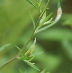 Calycomyza promissa