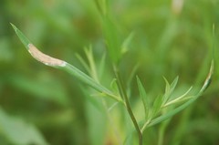 Calycomyza promissa