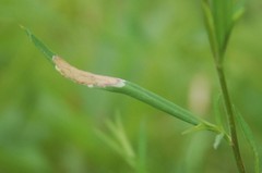 Calycomyza promissa