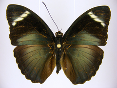 Euphaedra preussi preussi