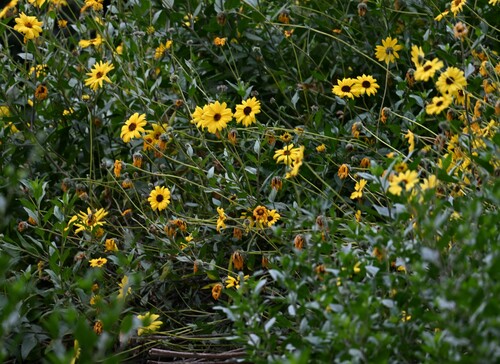 iNaturalist observation photo of California brittlebush