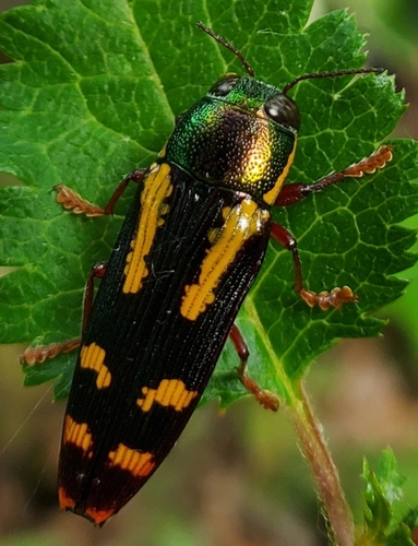 Red-legged Buprestis Beetle photo 3
