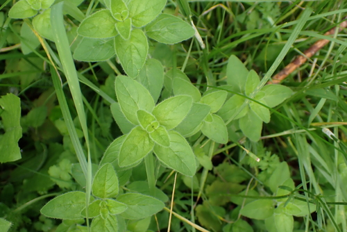 Origanum vulgare