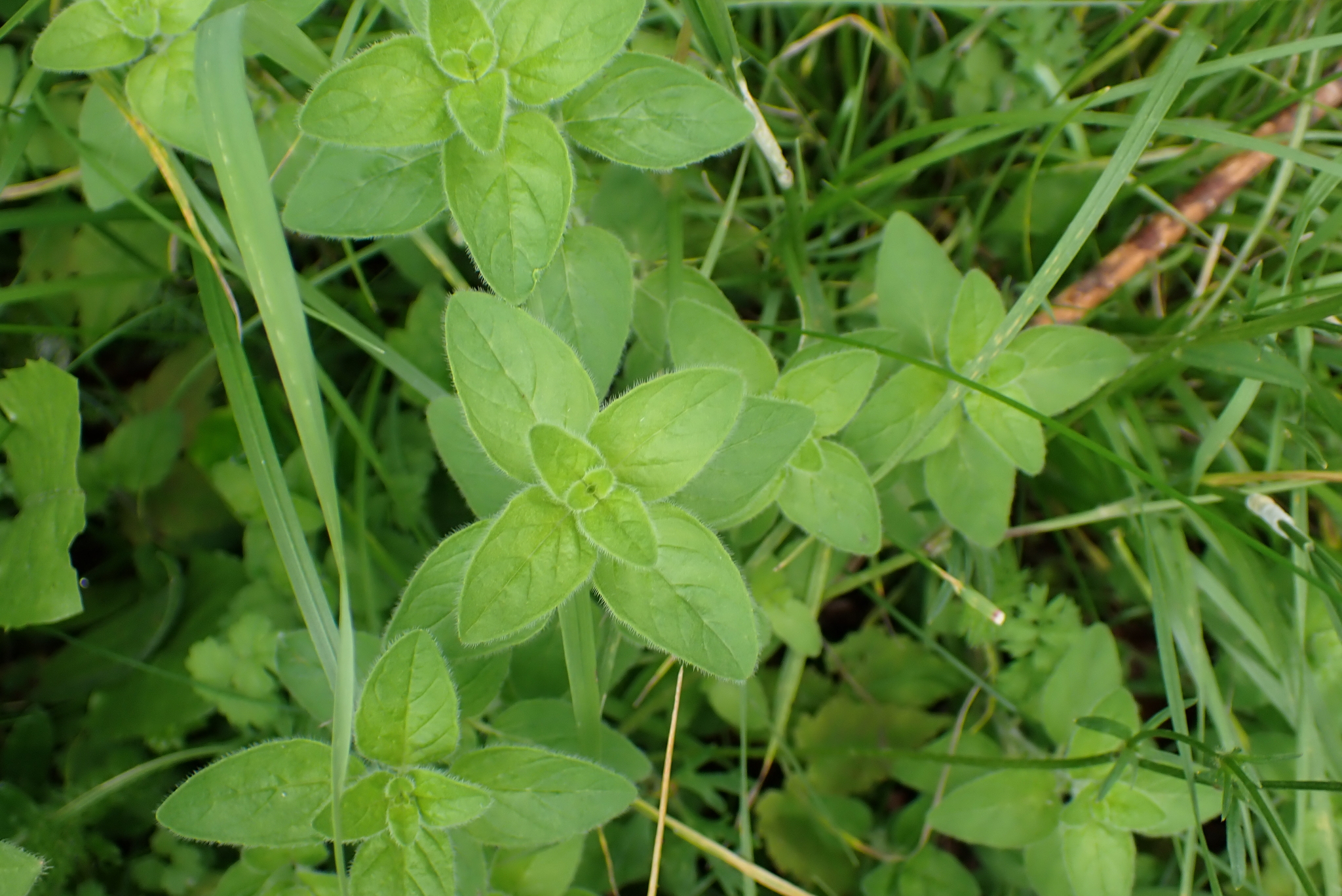 Origanum vulgare — photo 2