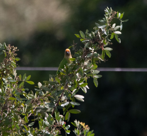 Peach-fronted Parakeet