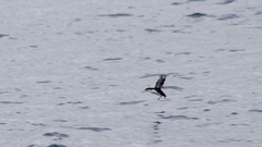 Synthliboramphus craveri