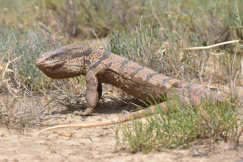 Caspian Monitor, Varanus caspius