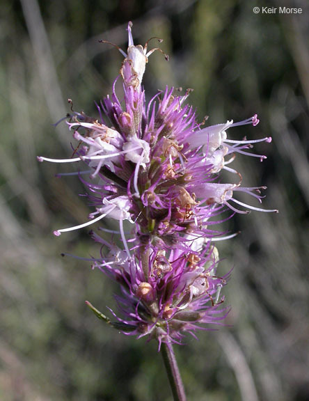 Agastache parvifolia