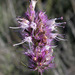 Agastache parvifolia - Photo (c) 2009 Keir Morse, algunos derechos reservados (CC BY-NC-SA)