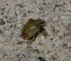 Peribalus strictus strictus