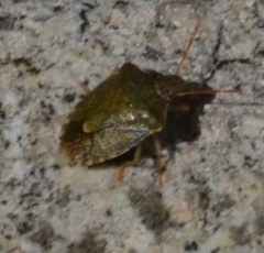 Peribalus strictus strictus