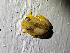 Afrixalus fornasini