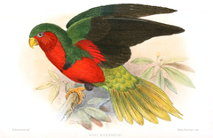 Stephen's Lorikeet photo 4