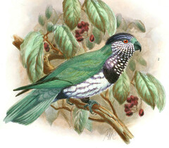 Ultramarine Lorikeet photo 5