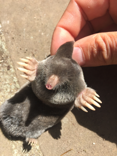 Northern Broad-footed Mole