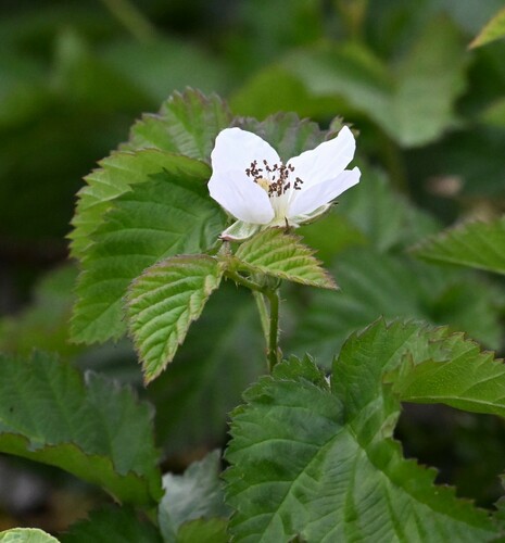 iNaturalist observation photo of trailing blackberry