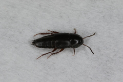 Tachinus rufipes