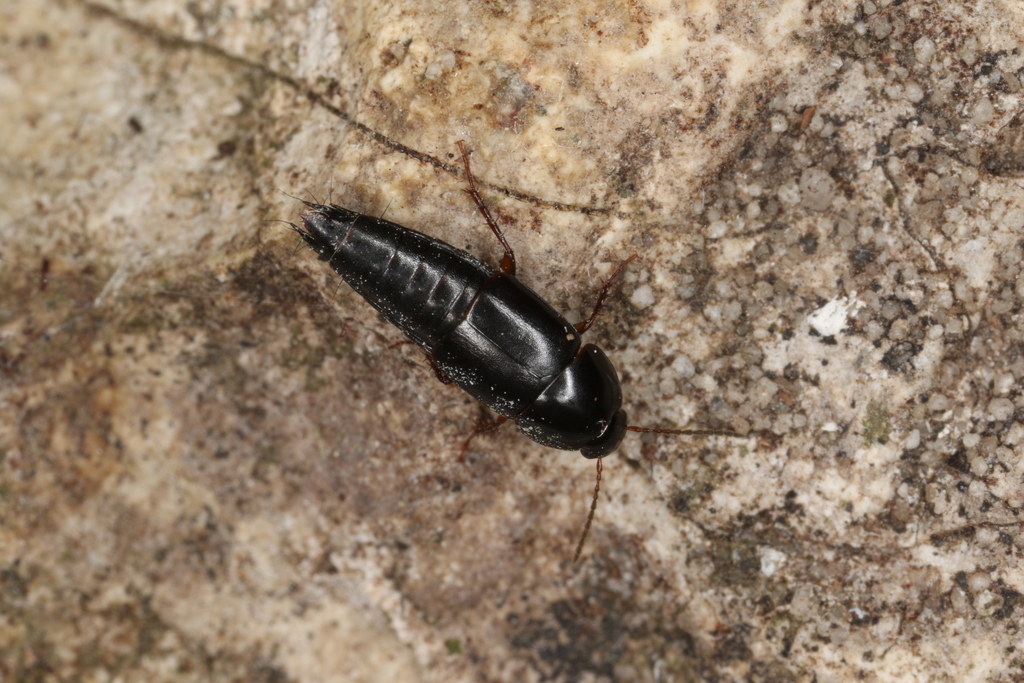 Rove beetle