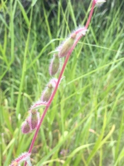 Clarkia unguiculata