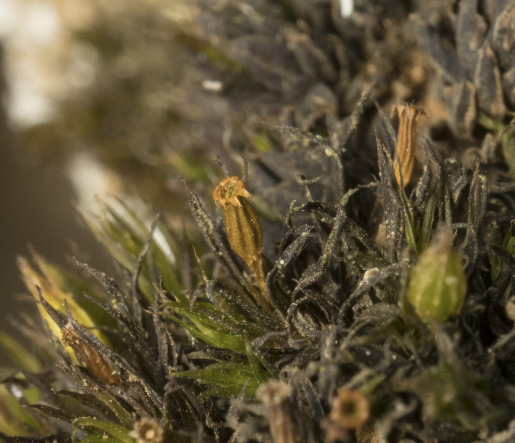 Orthotrichum camanchacanum