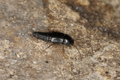 Tachinus rufipes