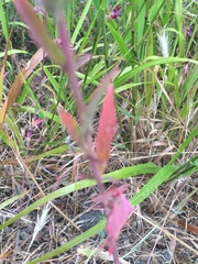 Clarkia unguiculata
