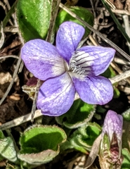 Viola nephrophylla
