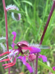 Clarkia unguiculata
