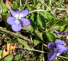 Viola nephrophylla