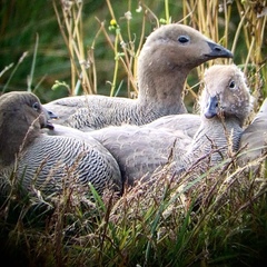Chloephaga rubidiceps