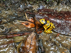 Dendrobates leucomelas
