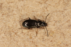 Bembidion lampros