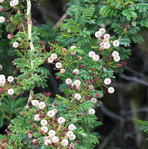 iNaturalist observation photo of Acacias, Mimosas, Mesquites, and Allies