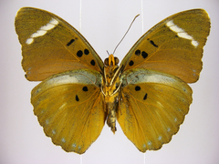 Euphaedra preussi preussi