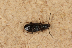 Bembidion lampros