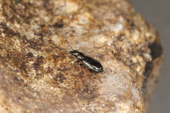 Bembidion lampros
