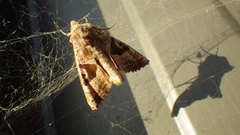 Phlogophora