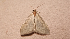 Anania fuscalis