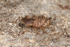 Otiorhynchus singularis