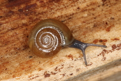 Aegopinella nitidula