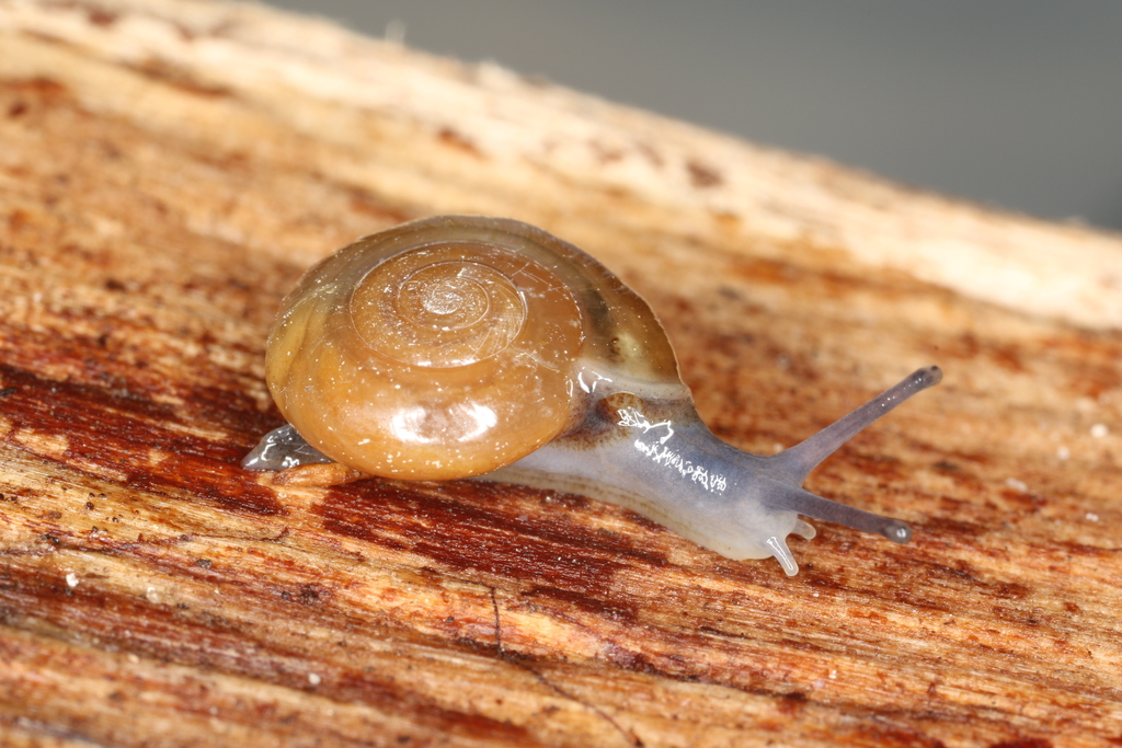 Garlic Snail from Copenhagen, Hovedstaden, Denmark on June 01, 2016 at